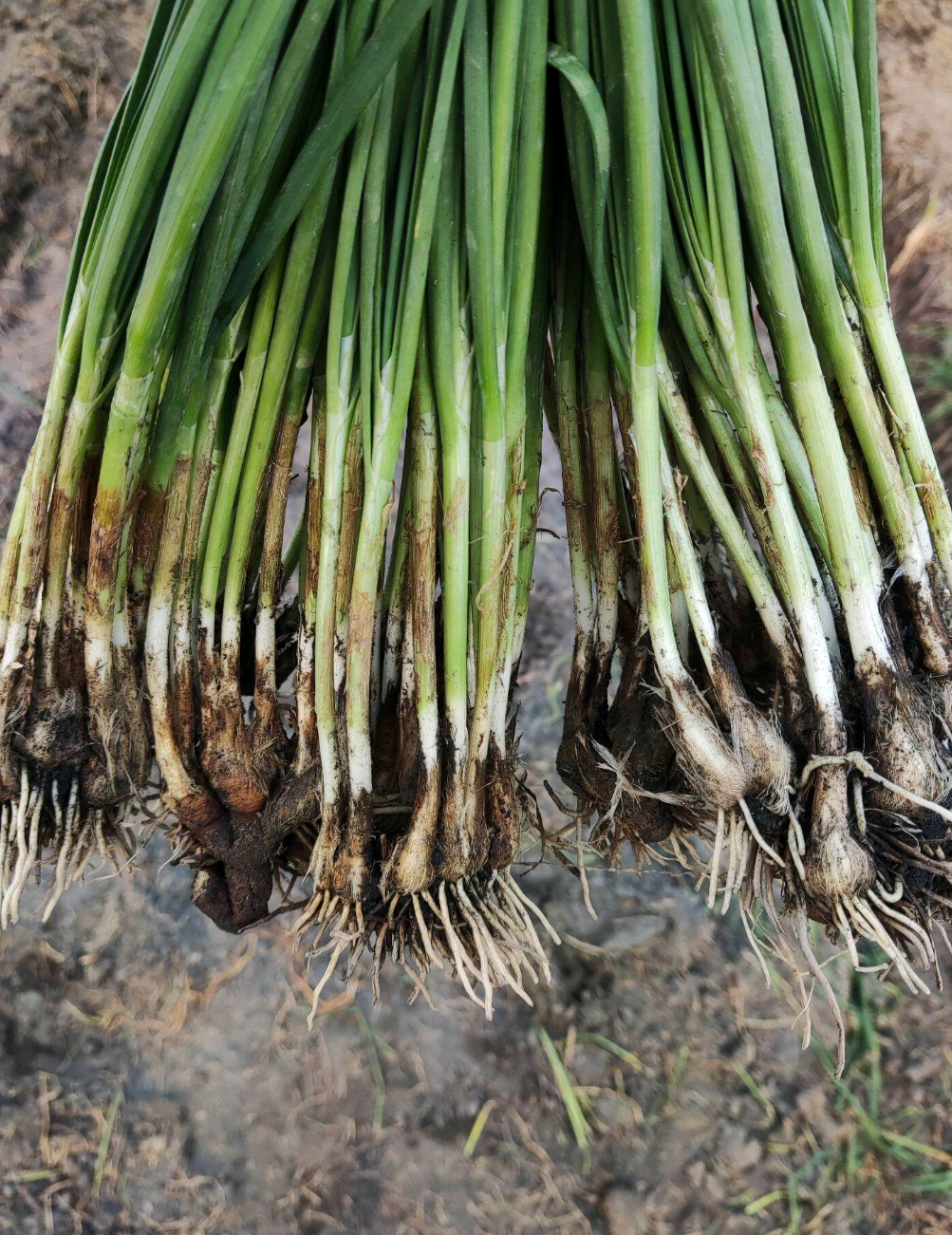 600g hẹ giống củ hẹ