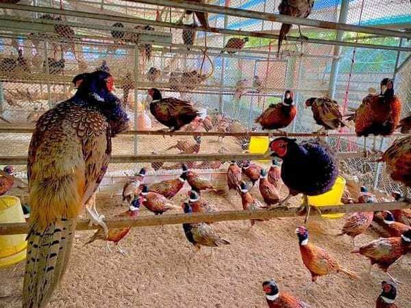 10 quả trứng chim tri đỏ về ăn