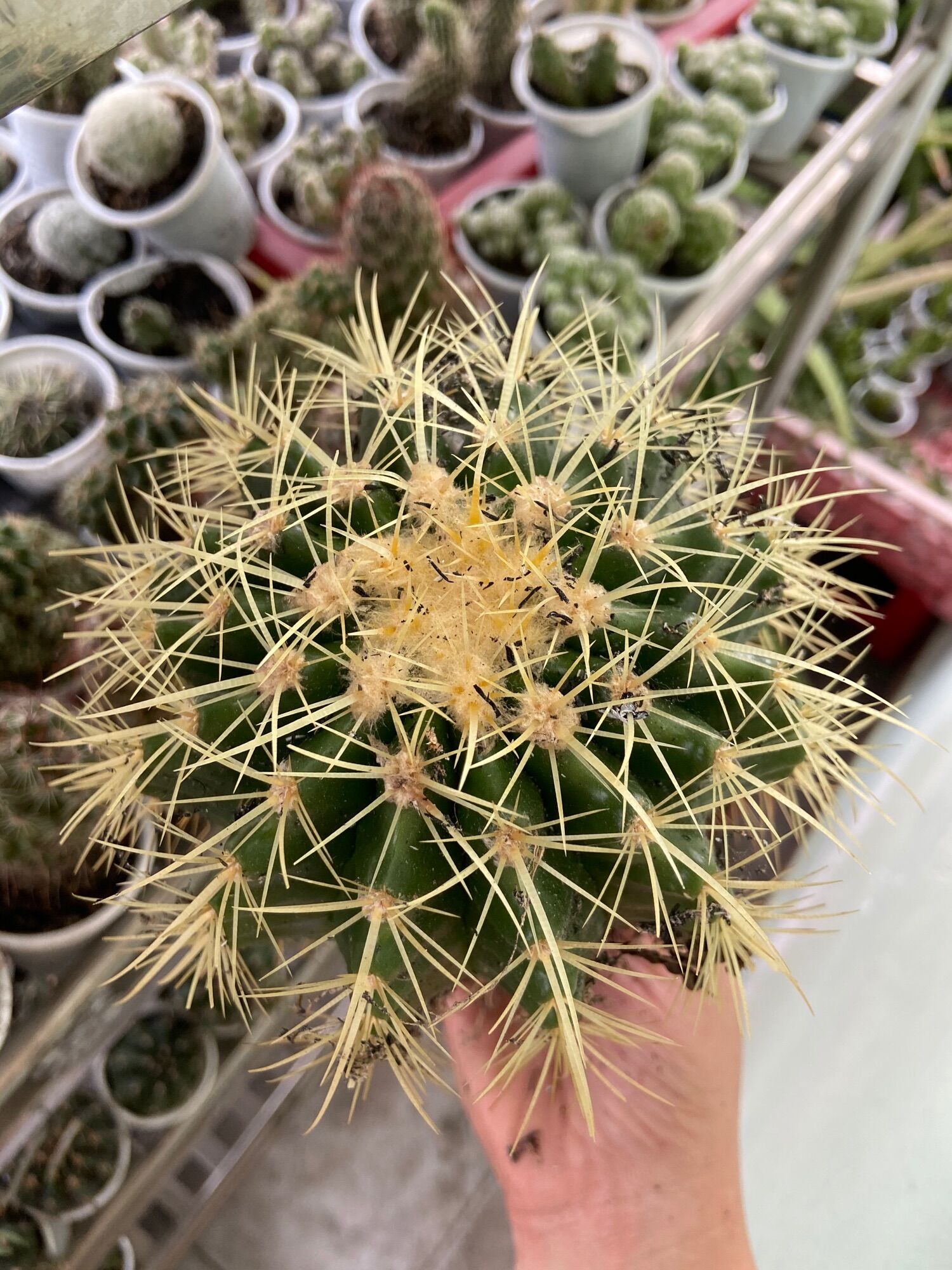 Xương Rồng Kim Hổ 10cm