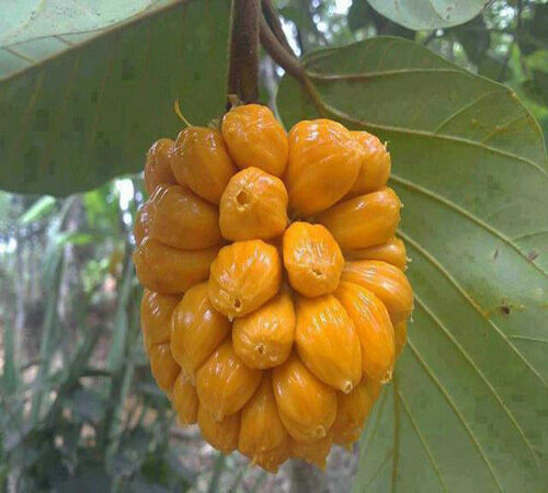 CÂY GIỐNG MÍT TỐ NỮ