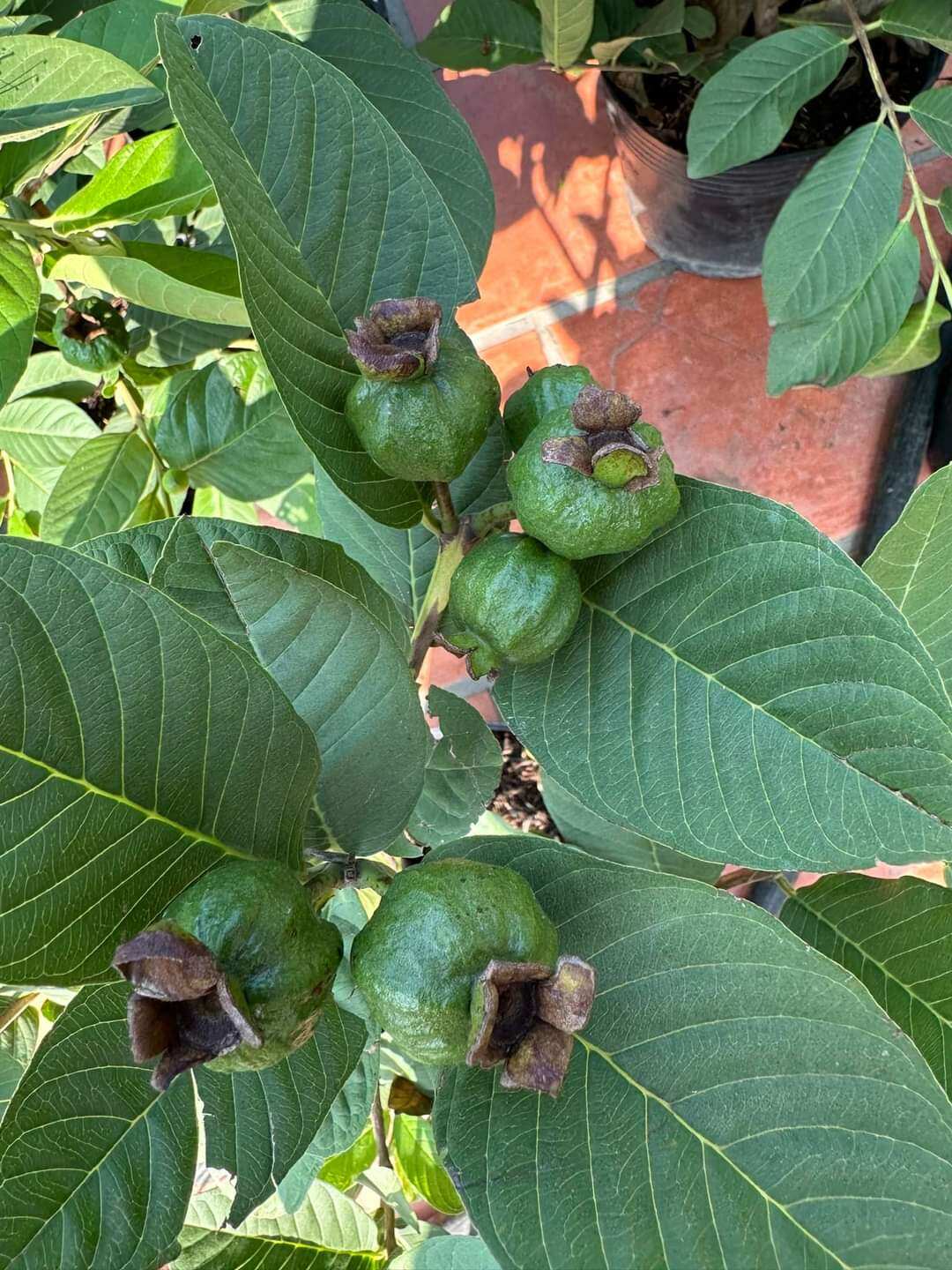 Cây ổi nữ hoàng đang trái
