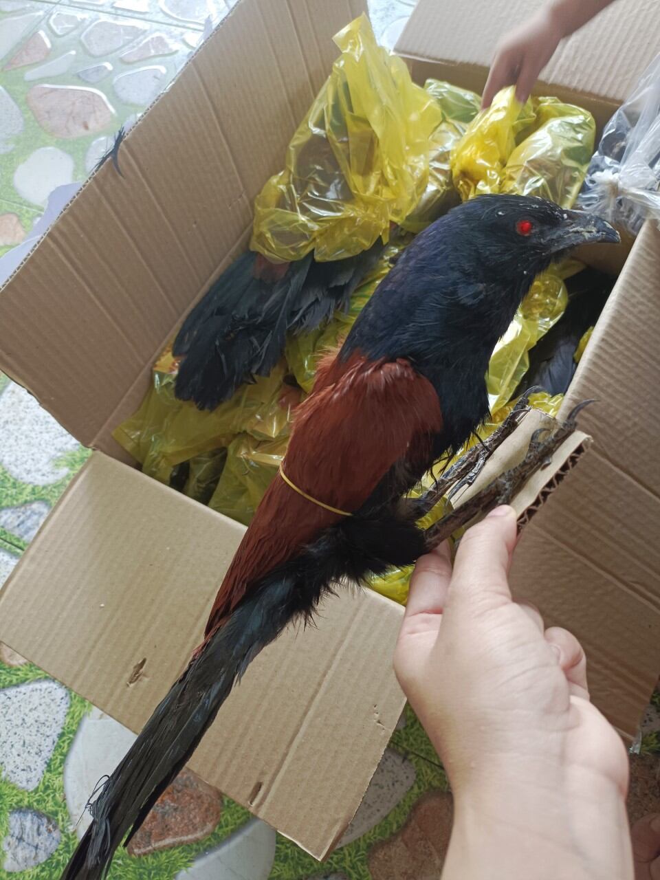 Mồi giả, bìm bịp nhồi keo 1 con 180k