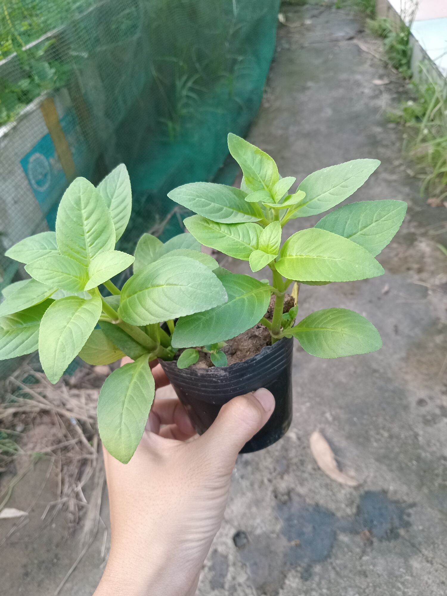 Cây rau quế vị, quế nước, xá xị