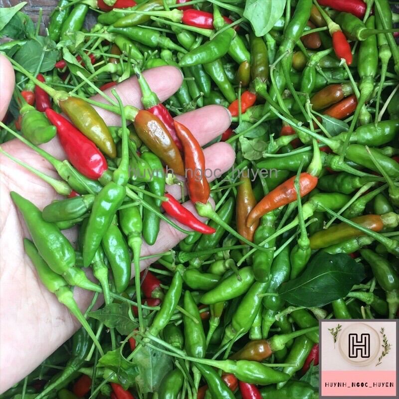 20hạt giống ớt xiêm xanh cây to cao >2m