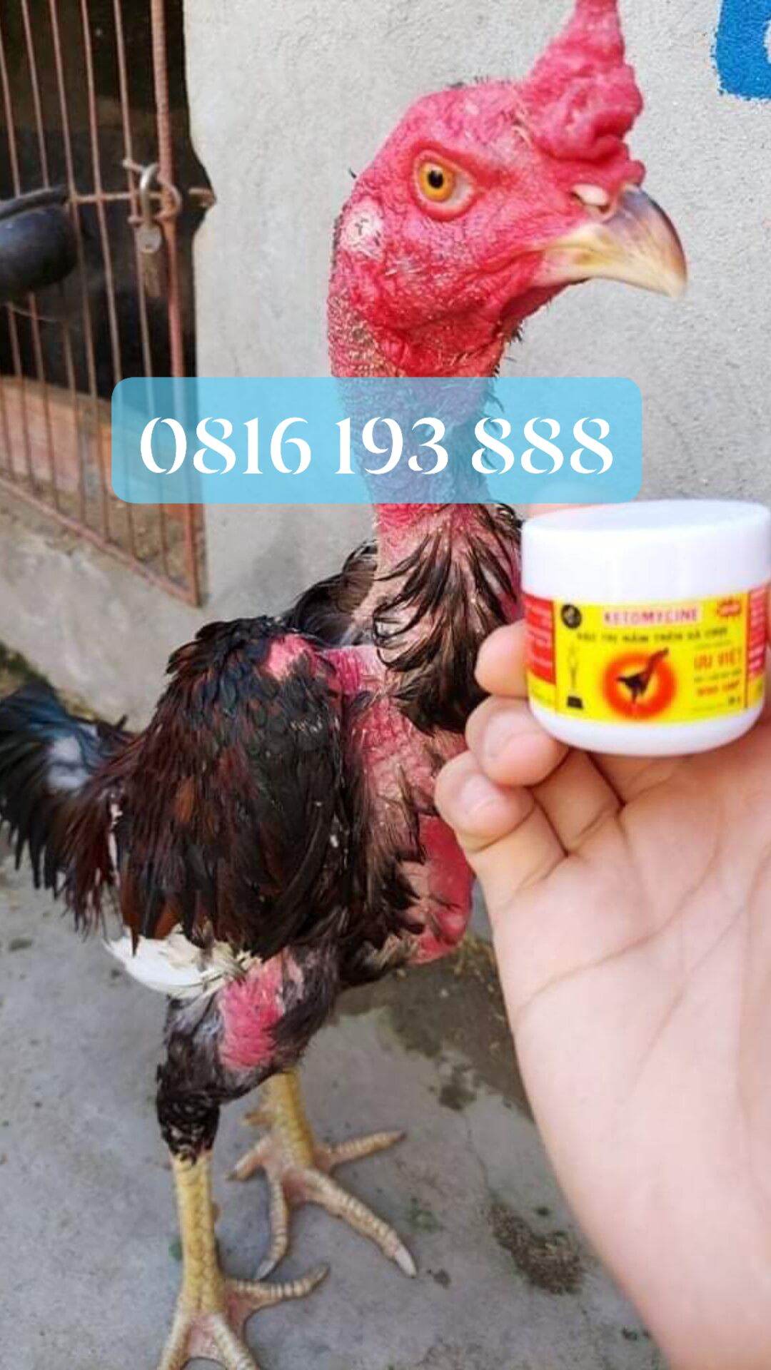 Bôi mốc lác cho gà chọi ưu việt