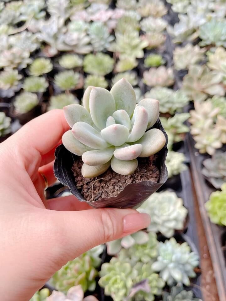 Sen đá sỏi dài cute bầu