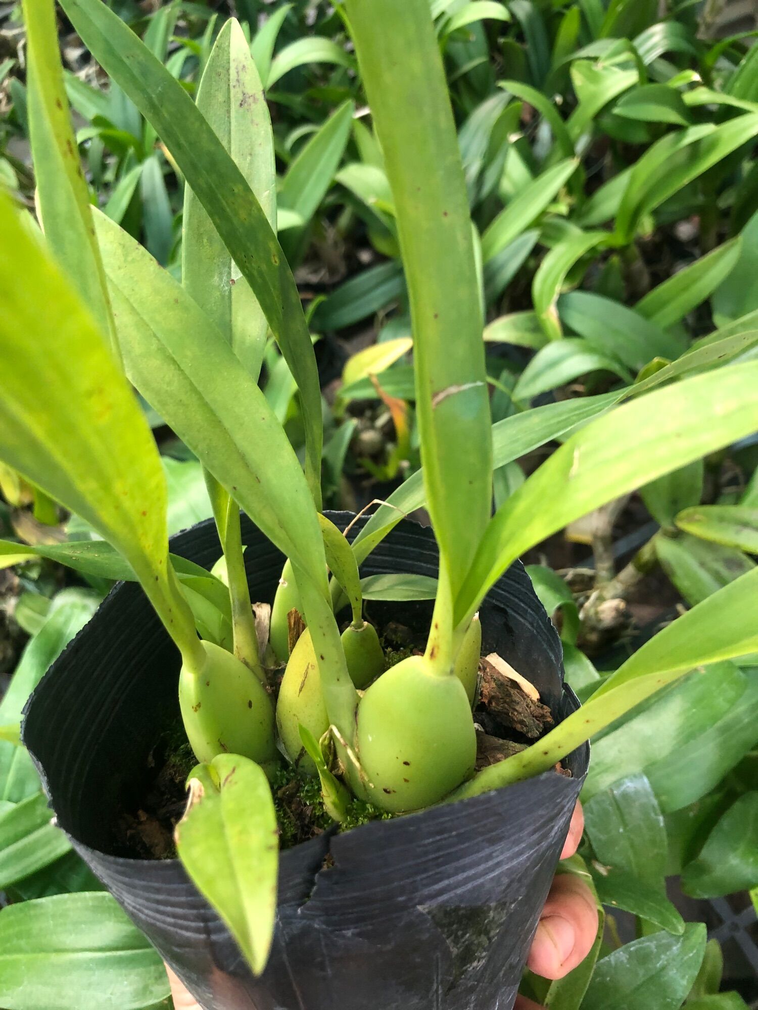 Vũ nữ hồng lâu mộng