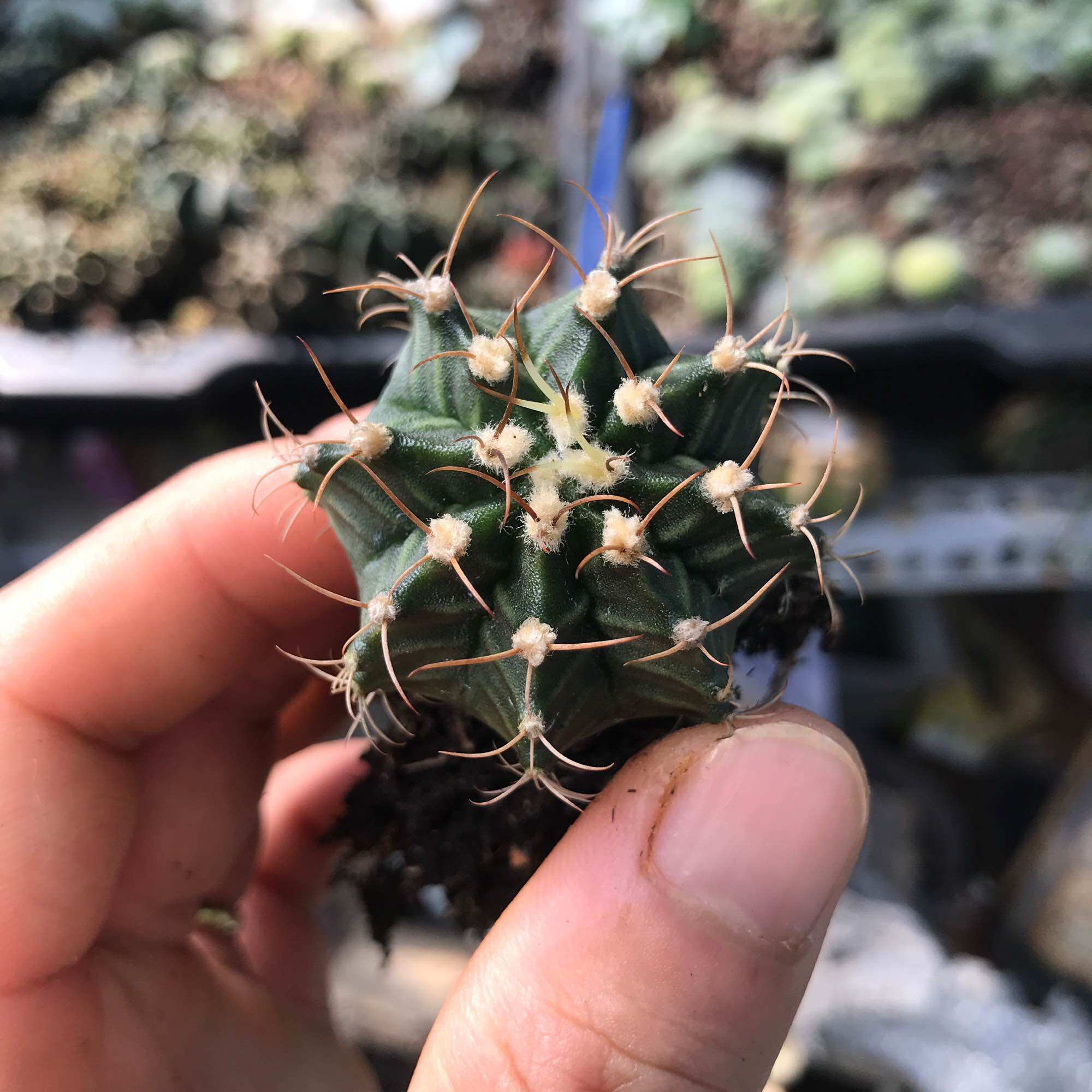 Combo 8 cây xương rồng các loại