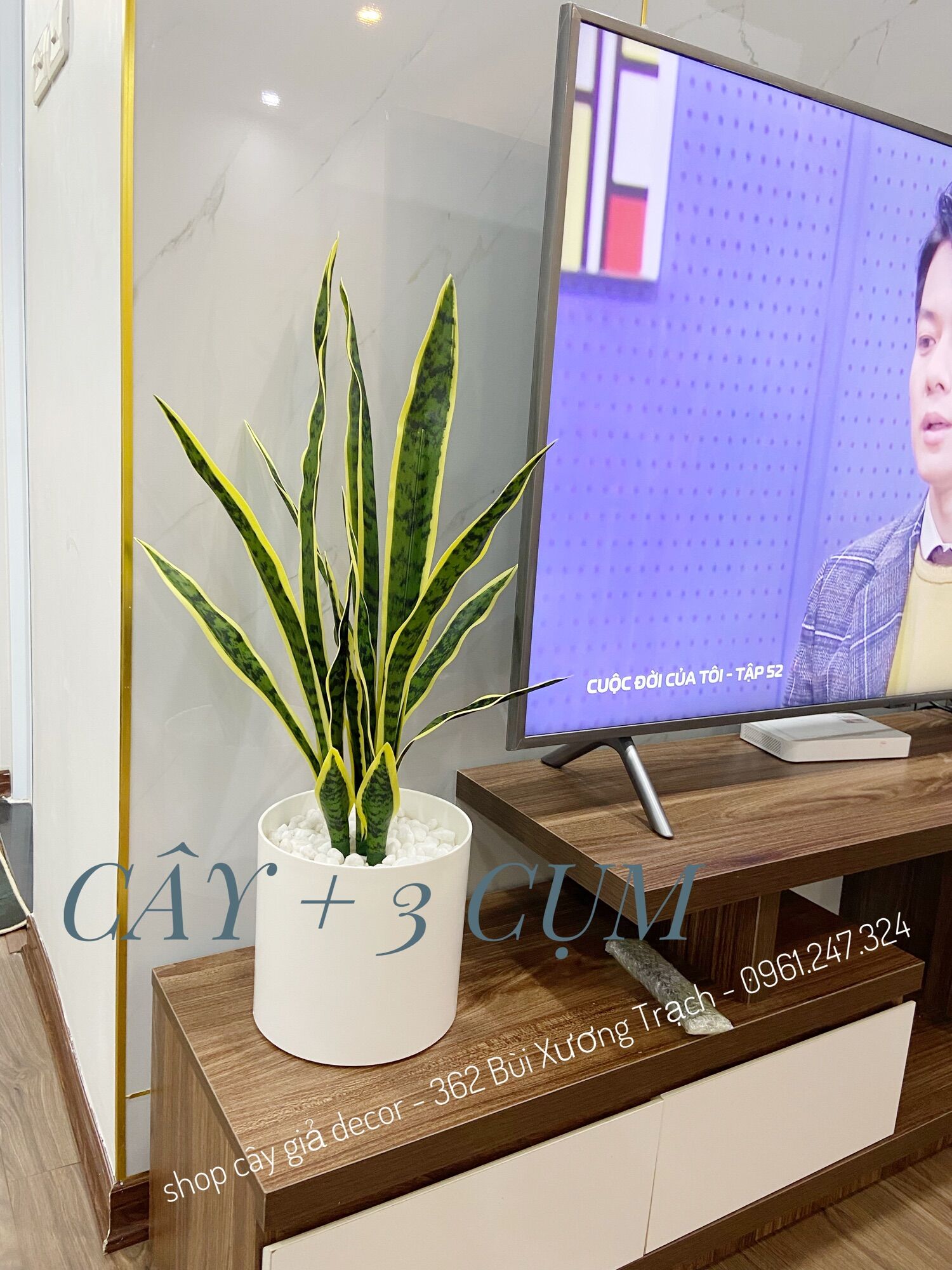 Cây lưỡi hổ giả - cây giả decor