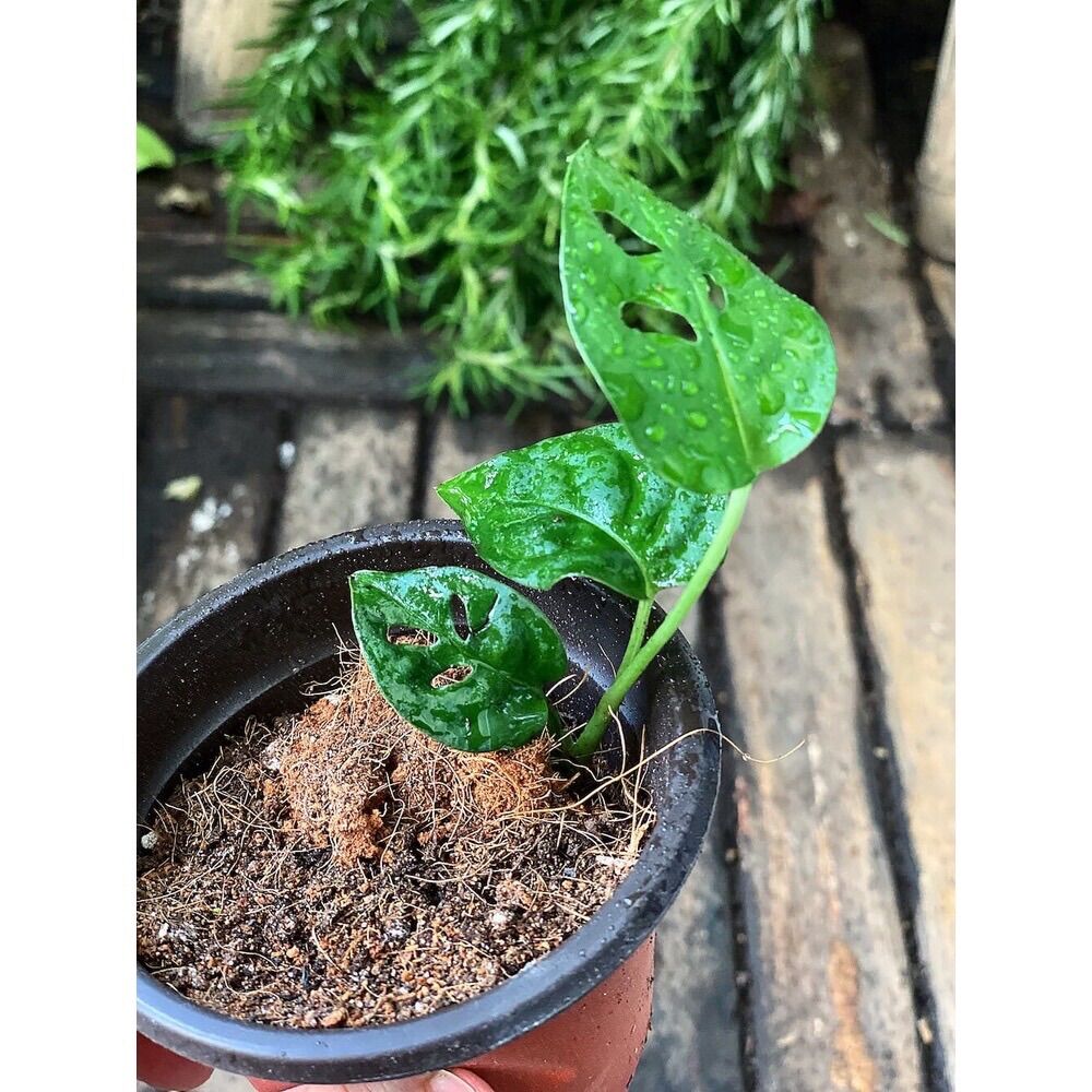 Cây giống Monstera adansonii Five Holes