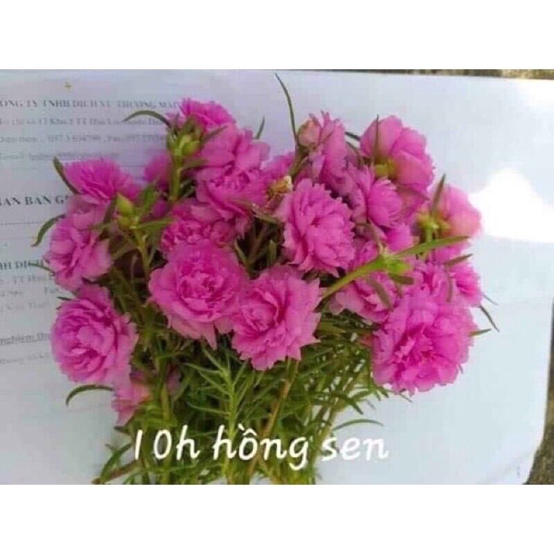 hoa 10h thái bốn màu 1 bó 20 cành