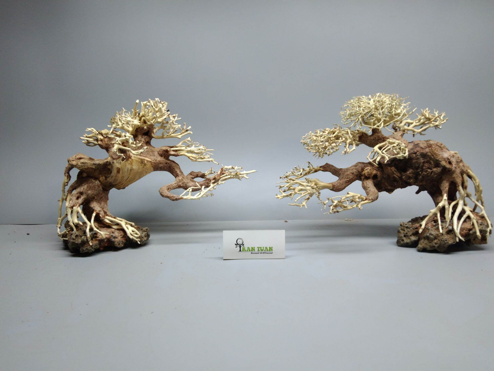 Gỗ Lũa bonsai dáng đổ, đế đá
