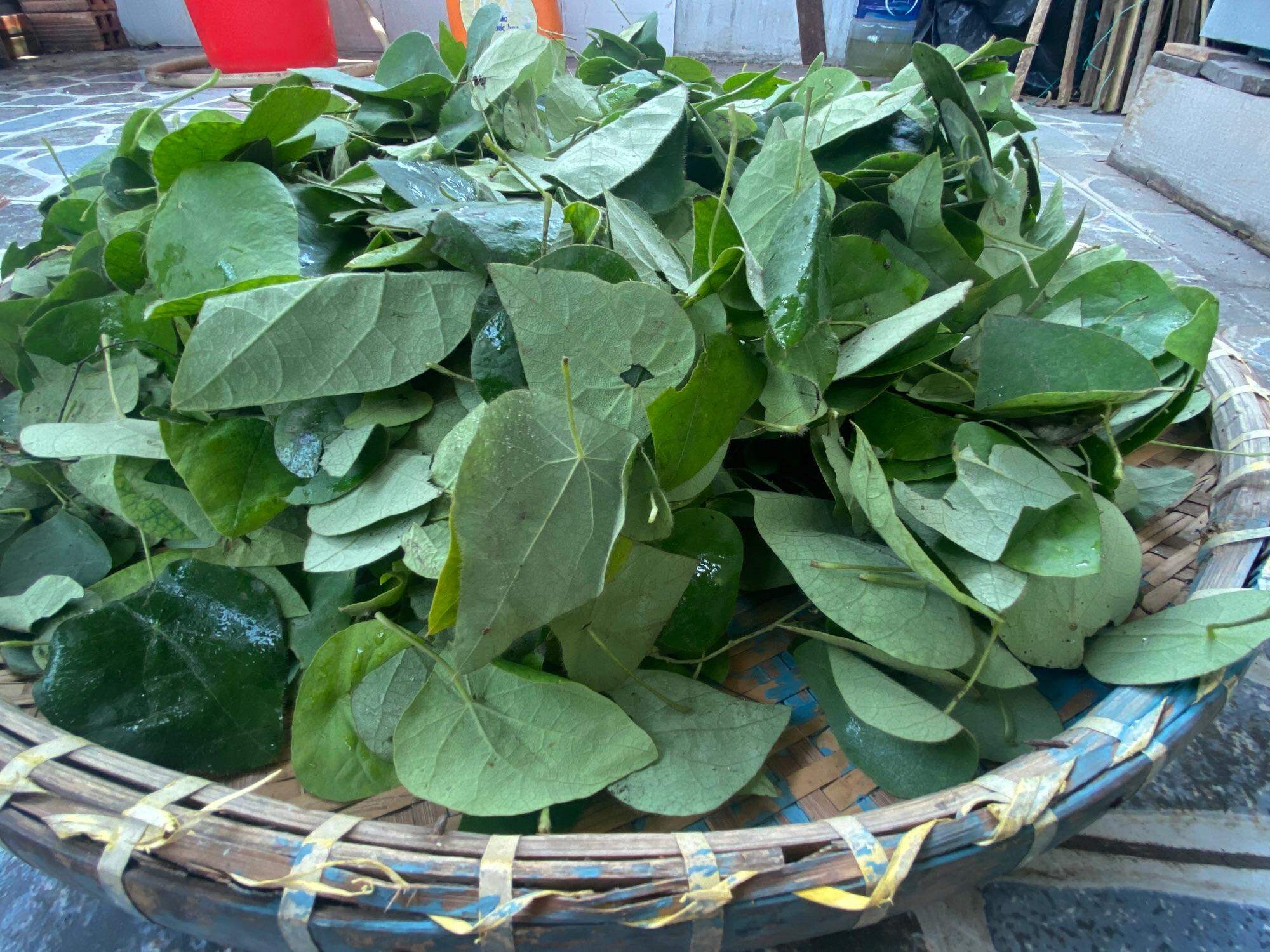 Lá sương sâm lông tươi trồng thuận tự nhiên (100gr)