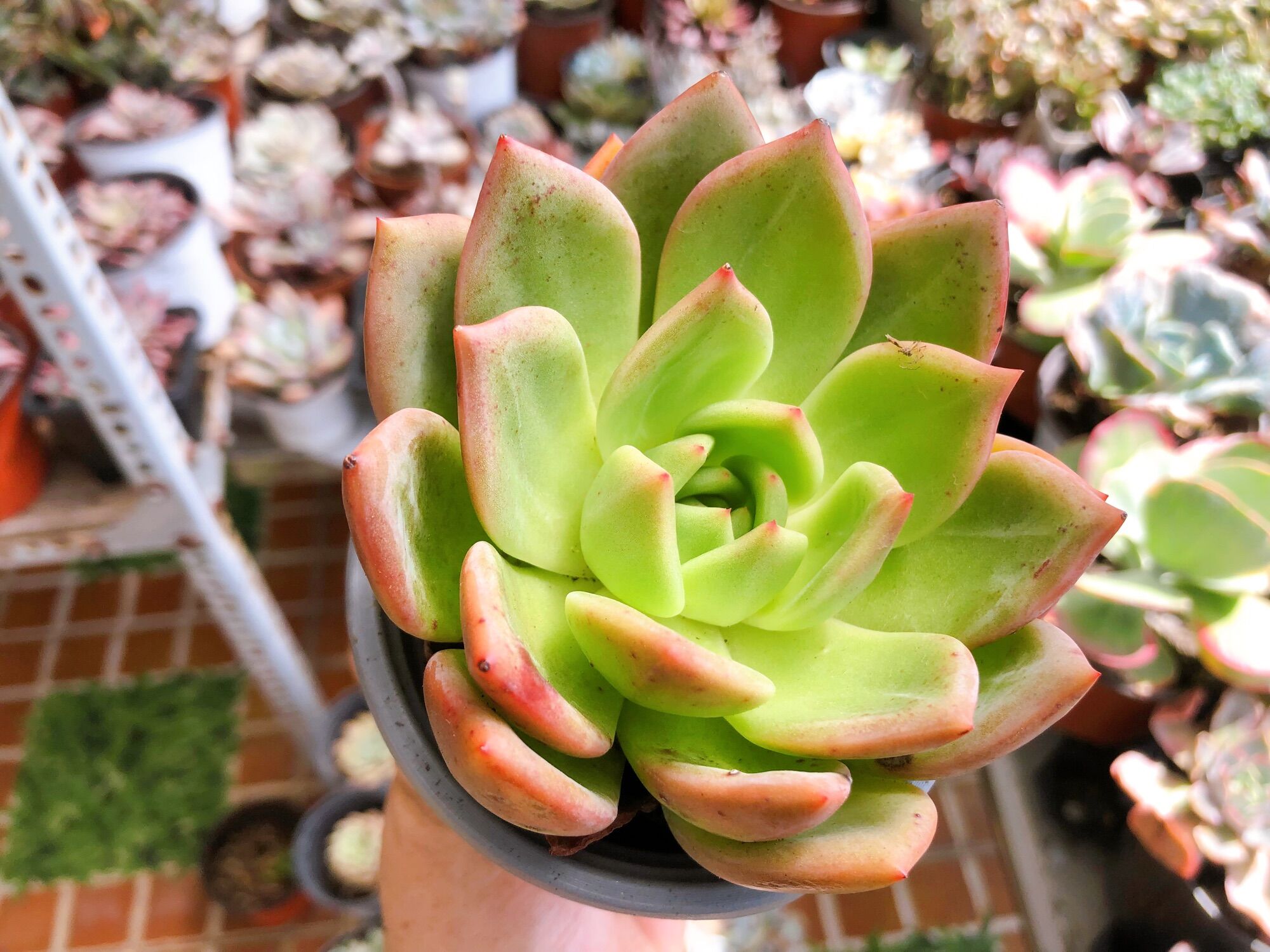 Sen đá pha Lê size 9-10cm