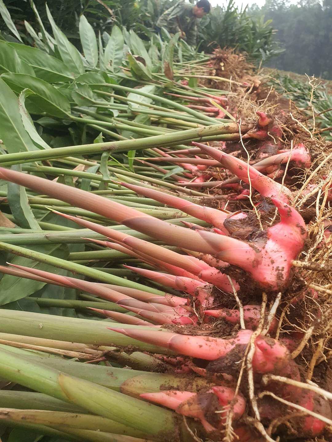 1kg củ riềng đỏ ruột vàng tươi mới