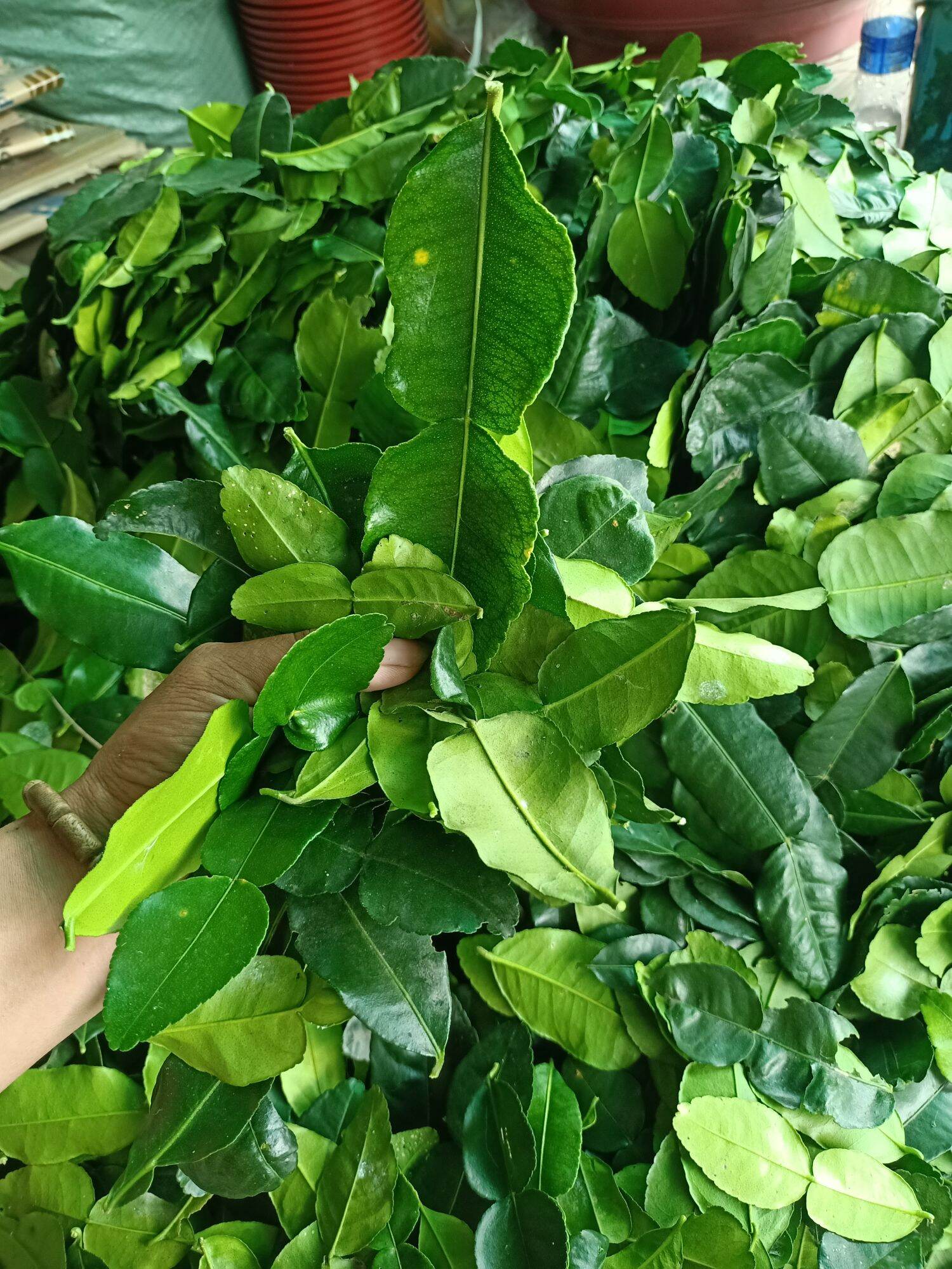 Lá chúc tươi 1kg lá chanh thái