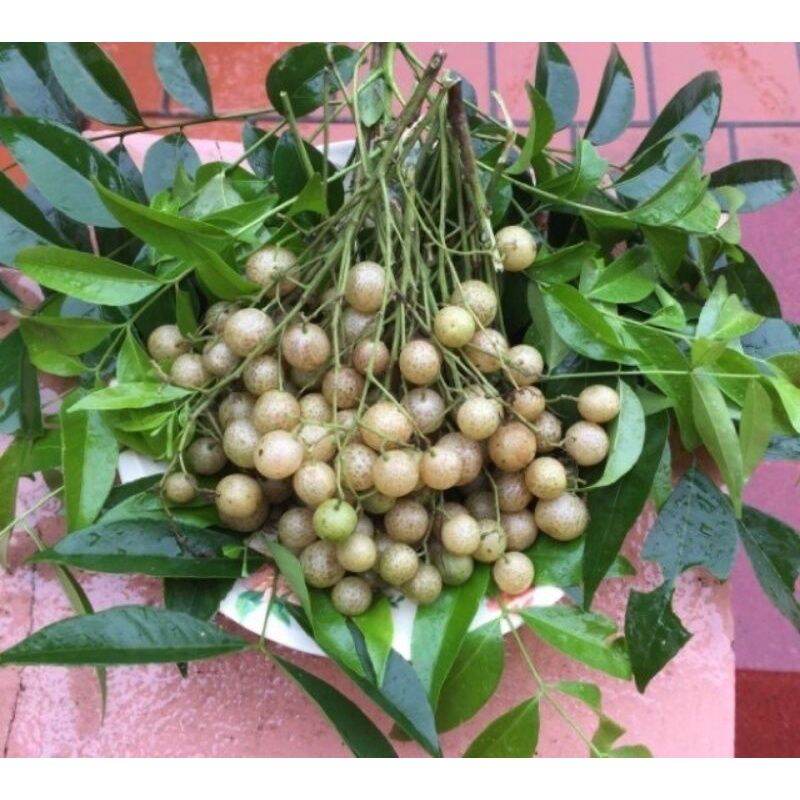 Quả Mắc Mật (móc mật)Khô 1kg