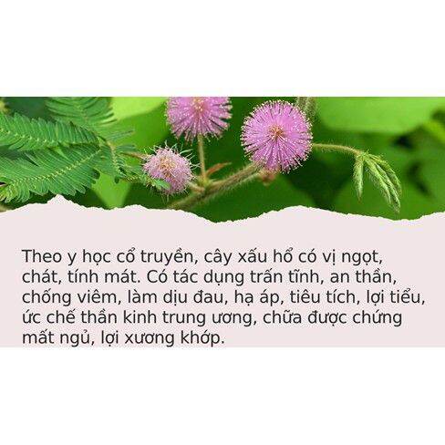 Cây Xấu hổ khô (cây mắc cỡ)1kg