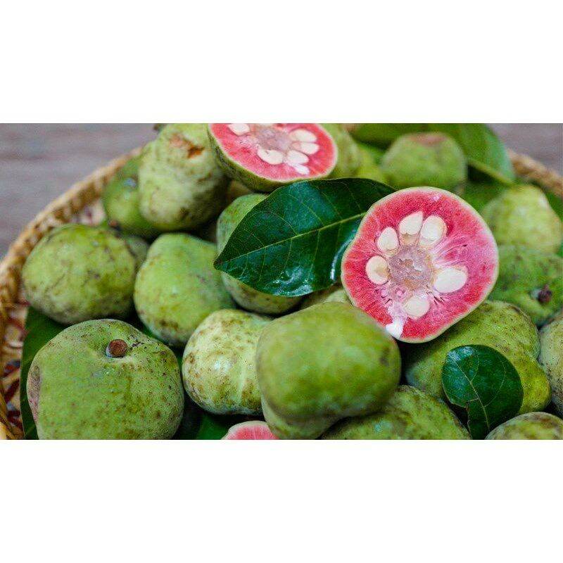 CÂY CHAY GIỐNG (CÂY TO NHƯ ẢNH SỐ 4)