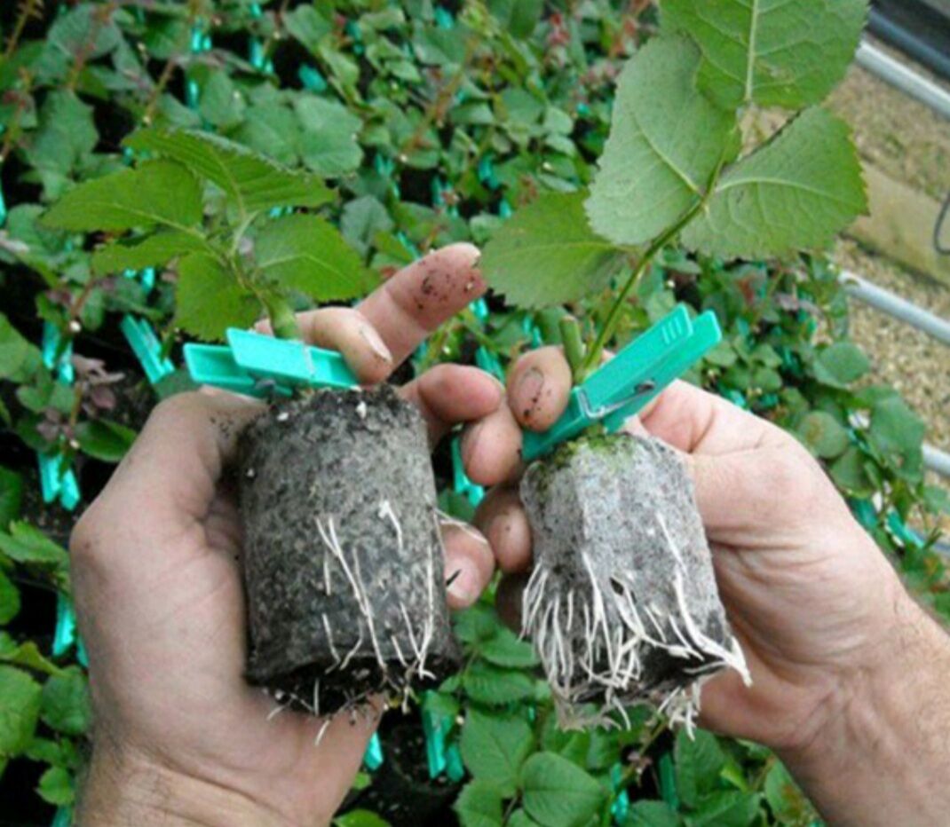 kích ra rễ cực mạnh N3M