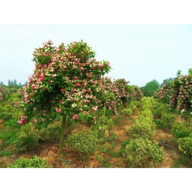 Cây Đại Cát(1 bầu cây giống)
