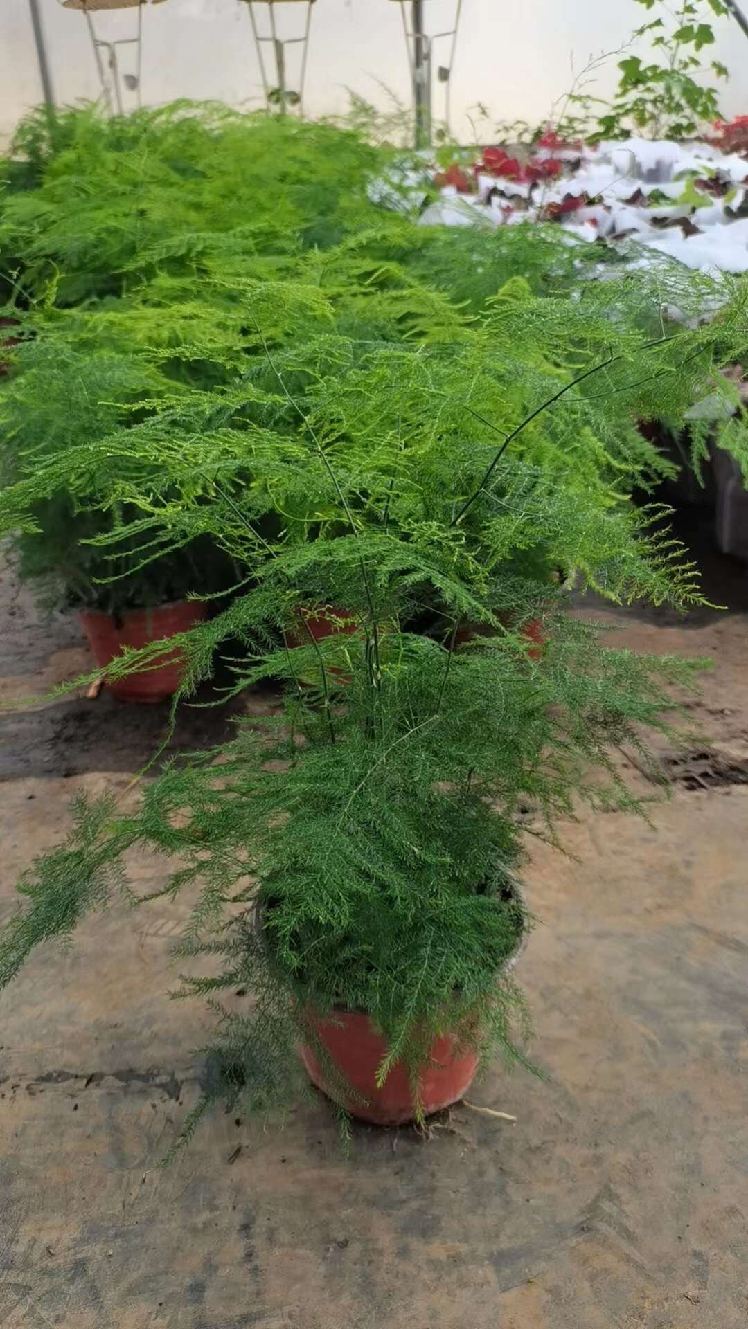 Cây thủy tùng chậu lớn nhiều thân - cây để bàn