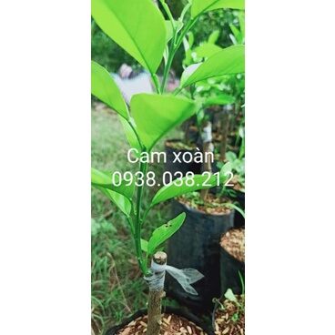 CÂY GIỐNG CAM XOÀN