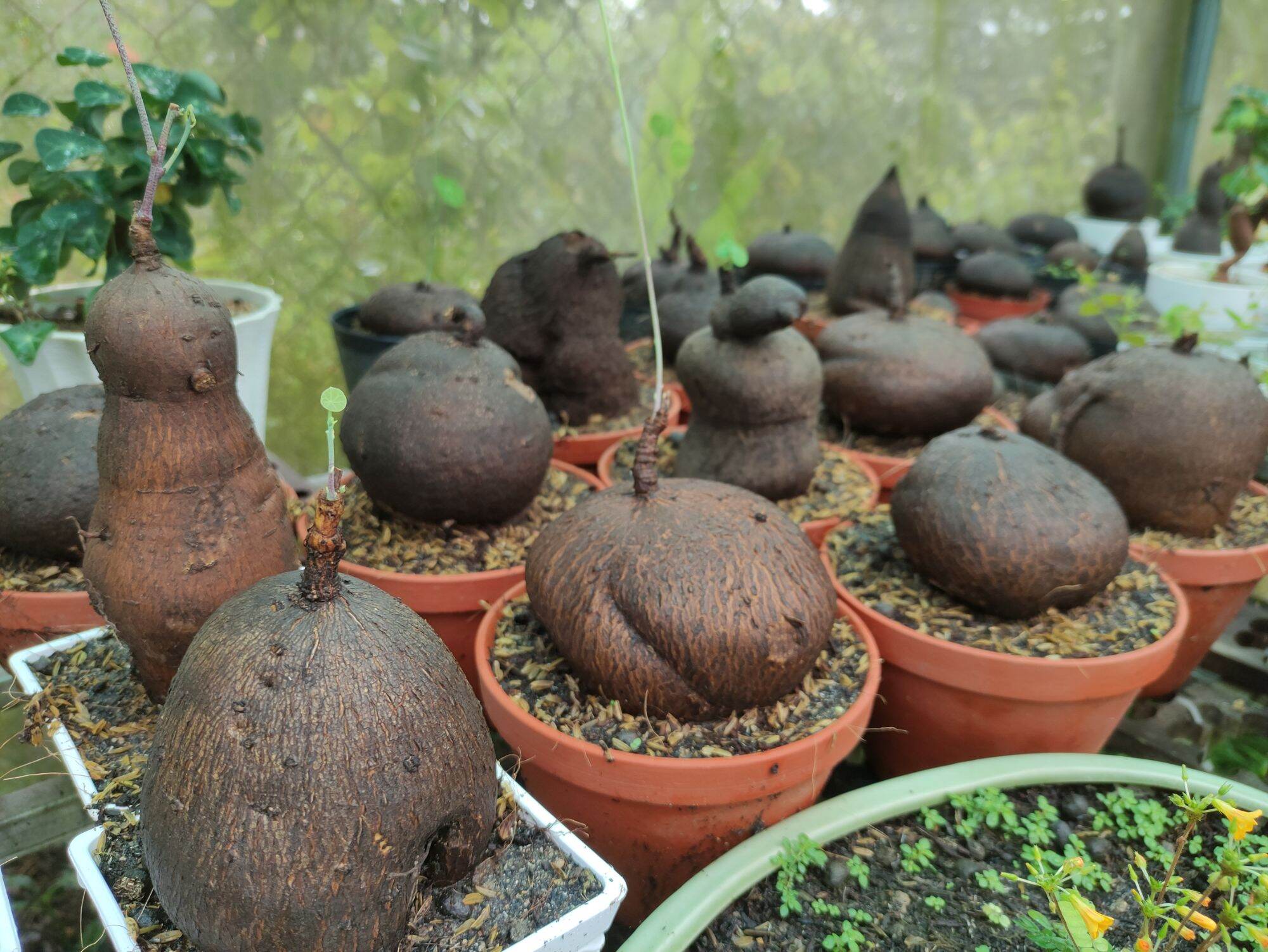 Bình vôi lá nhỏ