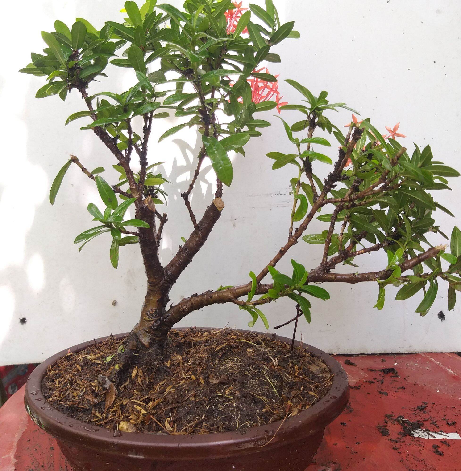 [HCM]Trang đỏ mini bonsai dáng đẹp