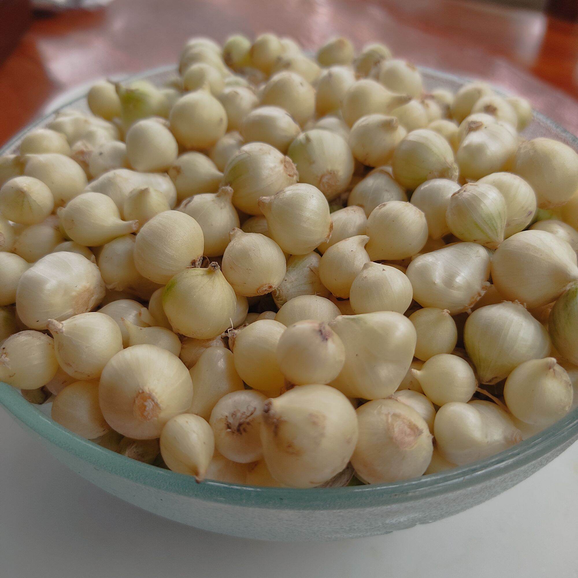 Hanh tăm ( củ nén) quê nghệ an 0.5kg