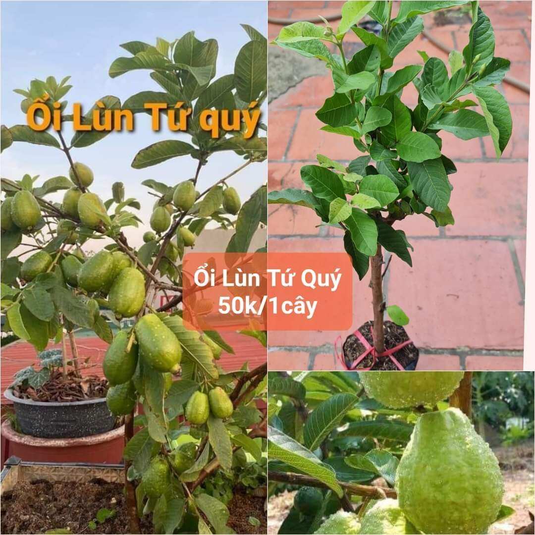 1 cây ổi lùn tứ quý. cây cao có hoa hoặc trái sẵn