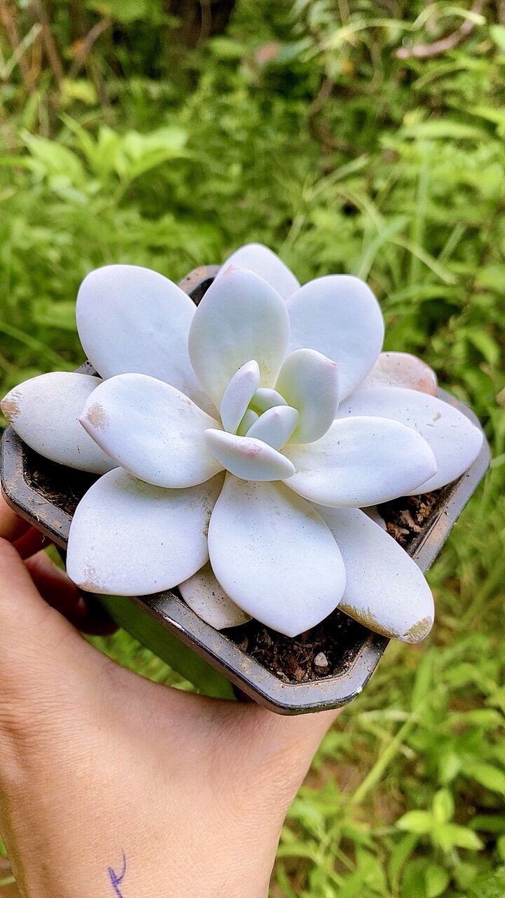 Sen đá laui trắng Hồng