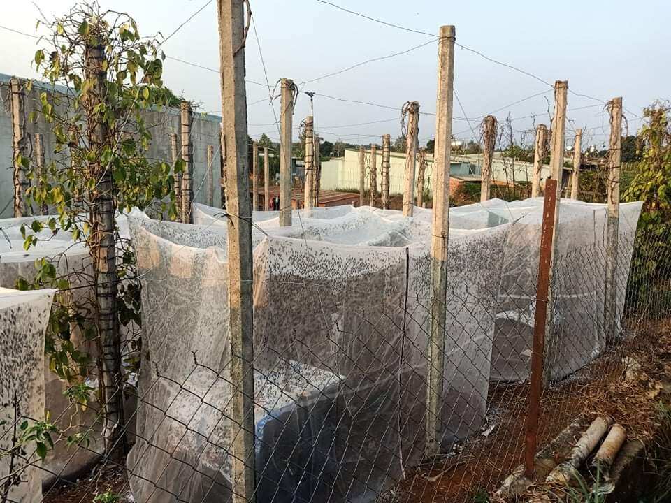 Lồng lưới nuôi cào cào 3x2x2