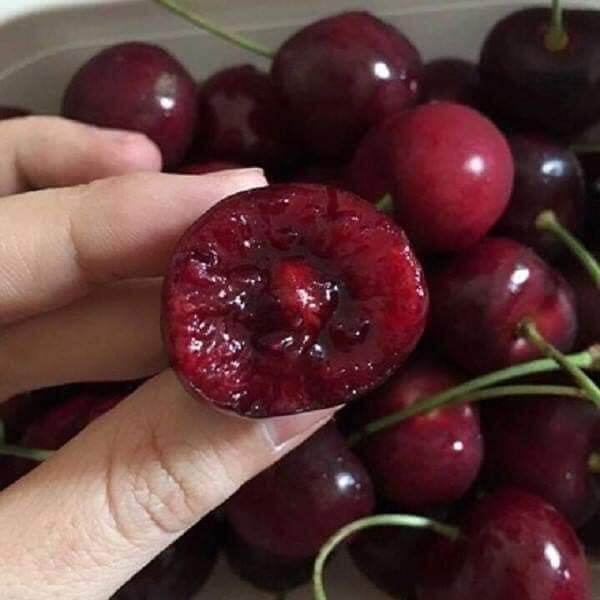 cây giống cherry siêu trái (siêu sớm)
