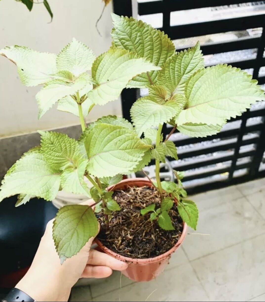 Chậu rau tía tô