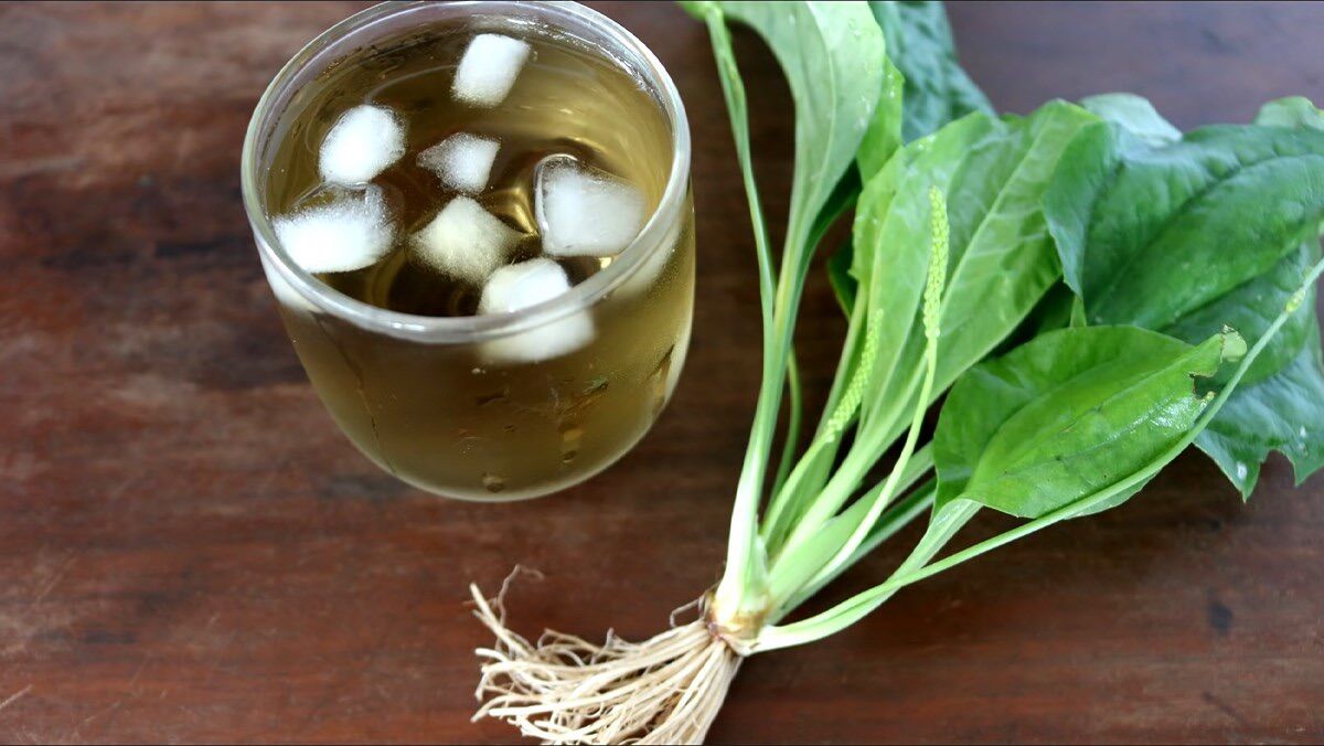 Hạt giống cây má đề
