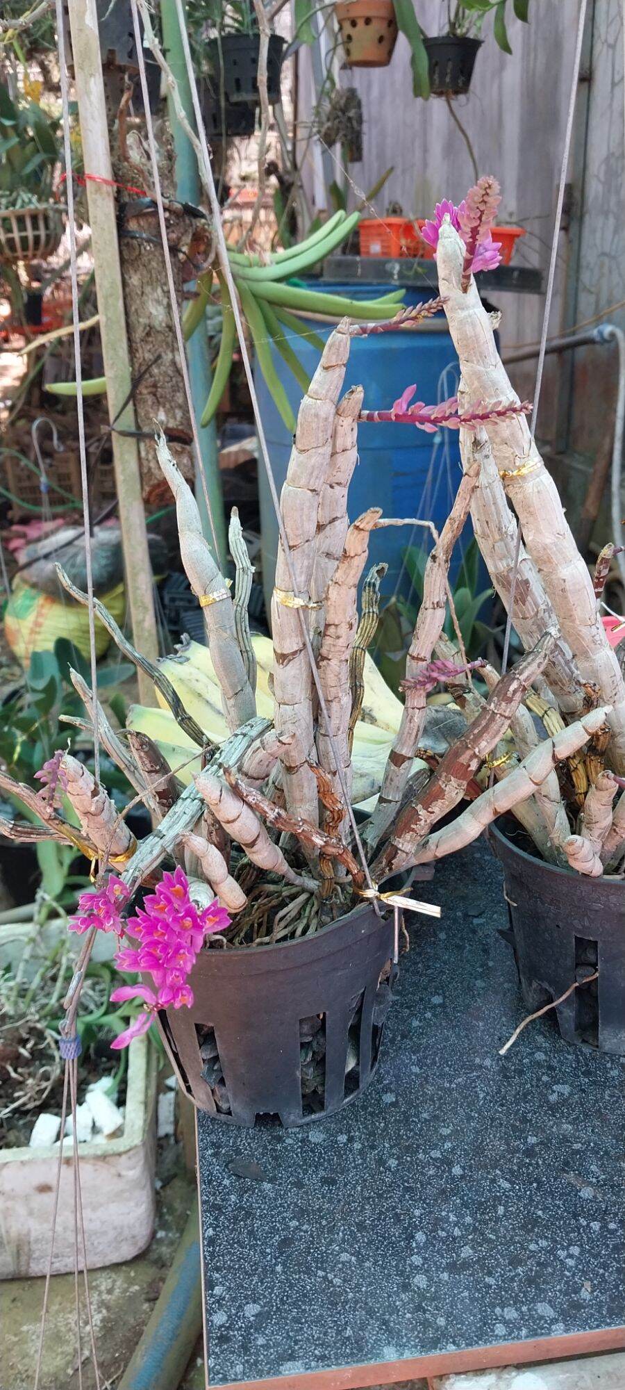 Hoa lan báo hỷ trồng thuần 80k/chậu