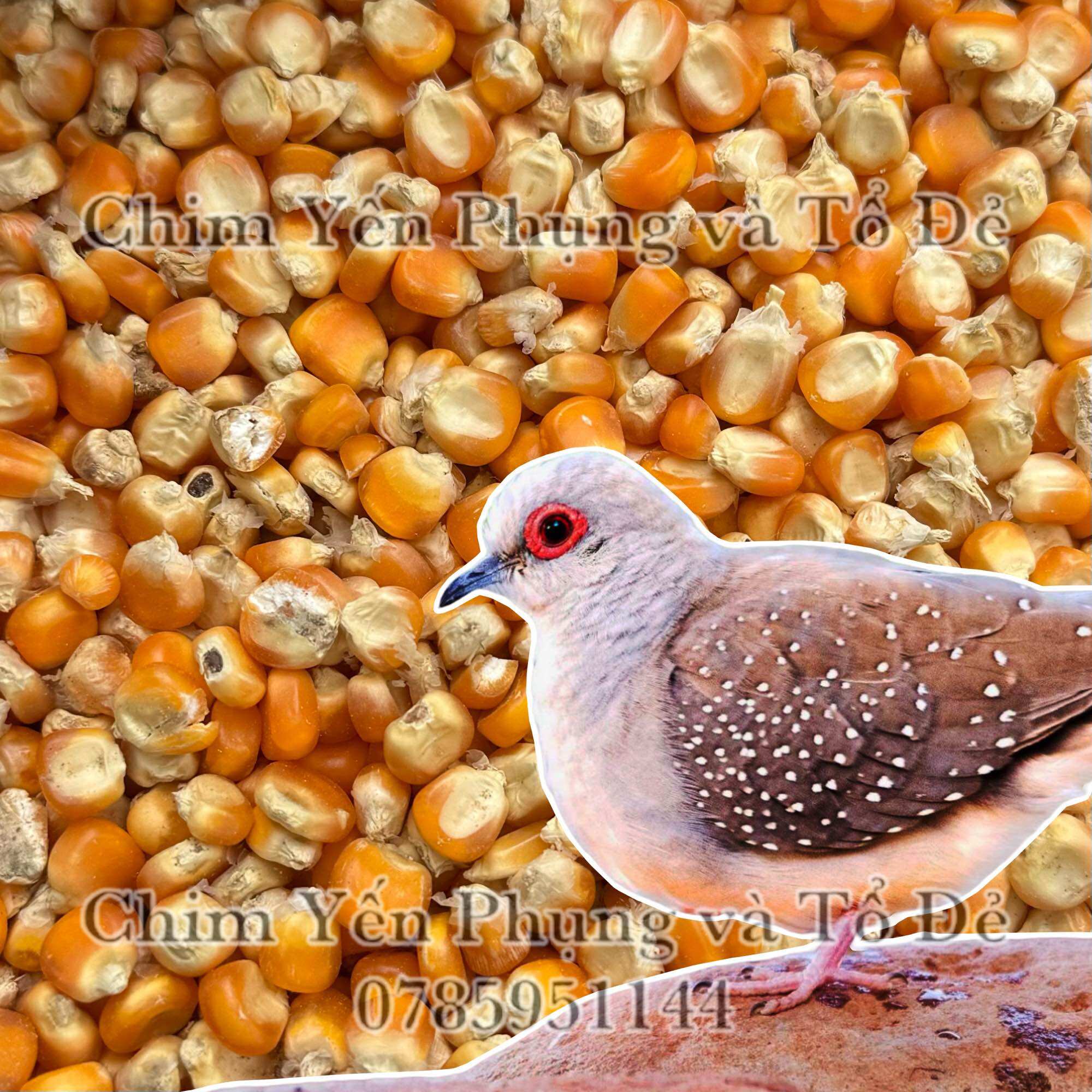 1kg hạt bắp sấy khô (Ngô tẻ) dùng làm thức ăn: Bồ Câu, Hamster, Gia Súc hoặc trộn ngũ cốc.