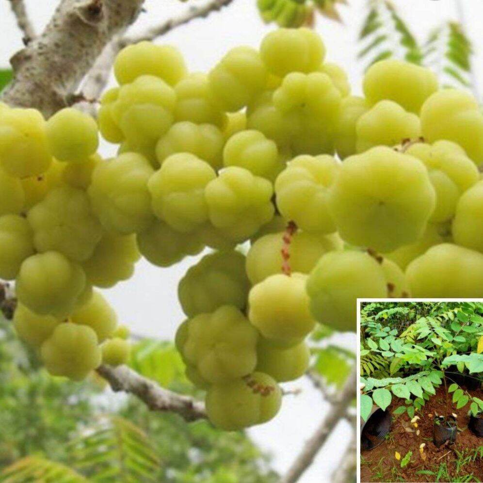 Cây chùm ruột (chùm duột) dễ trồng , trái sai gãy cả nhánh. cây cao trên 20cm