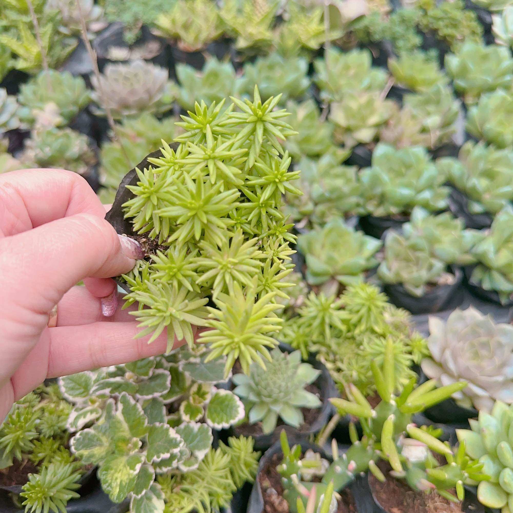 Sen đá sedum xanh size bầu