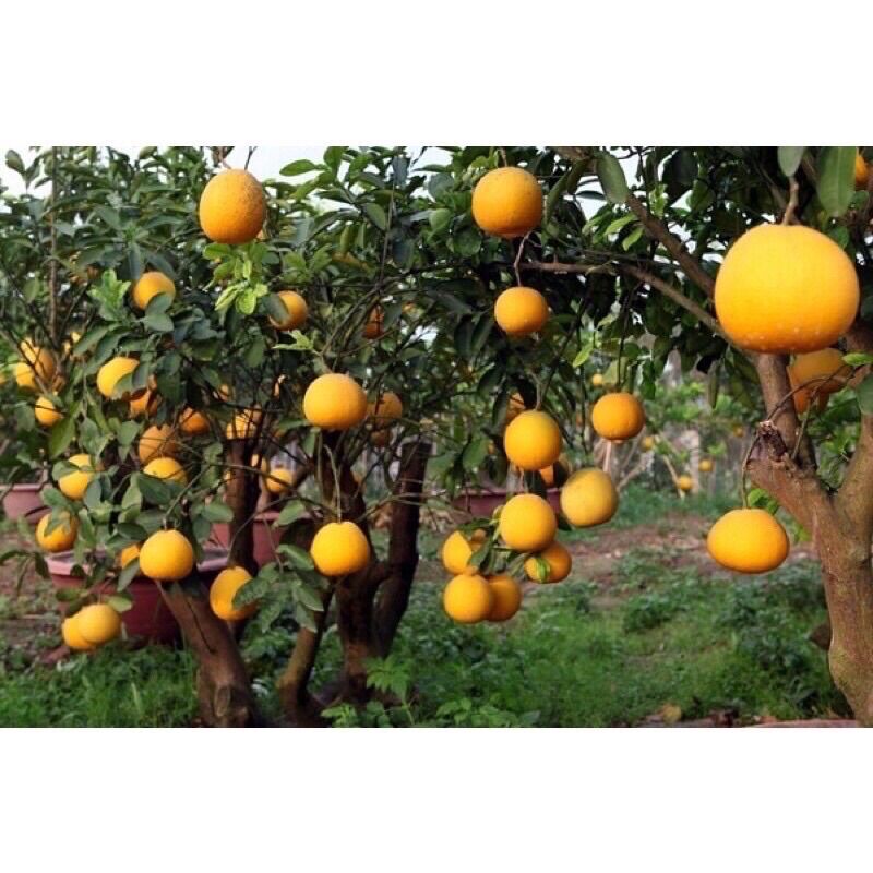 BƯỞI DIỄN NGỌT LỊM