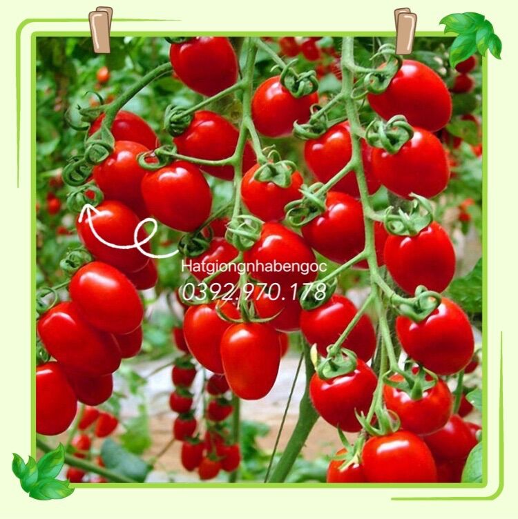 Hạt giống cà chua bi chuỗi ngọc