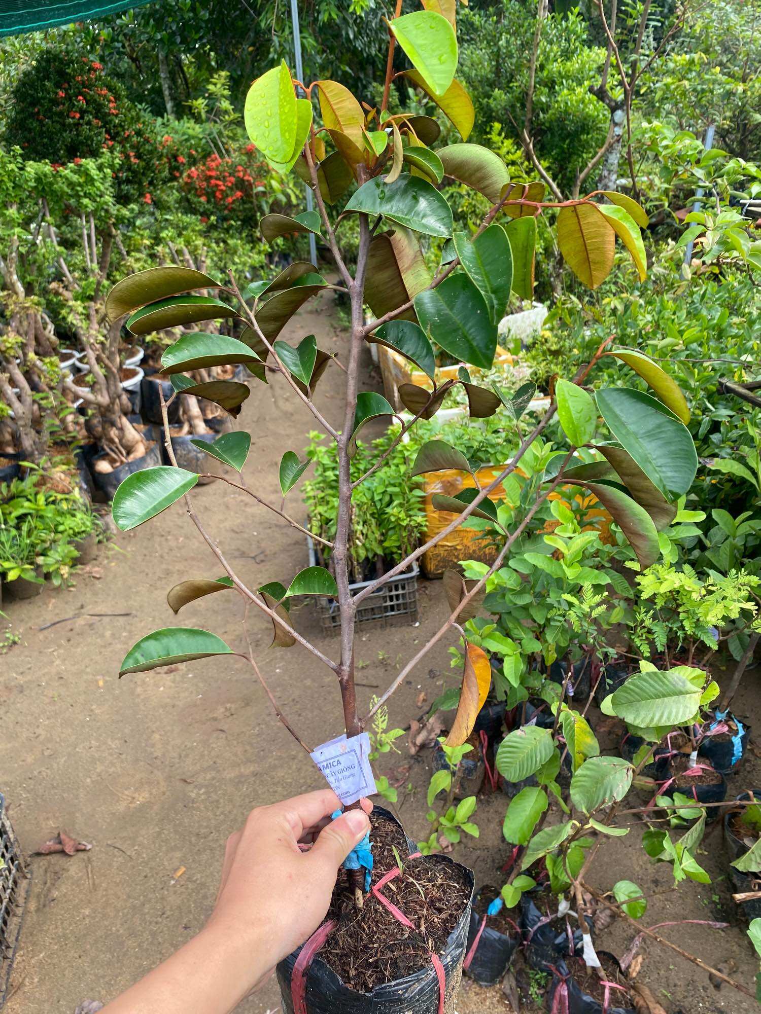 Cây Vú sữa Mica ( cây giống )