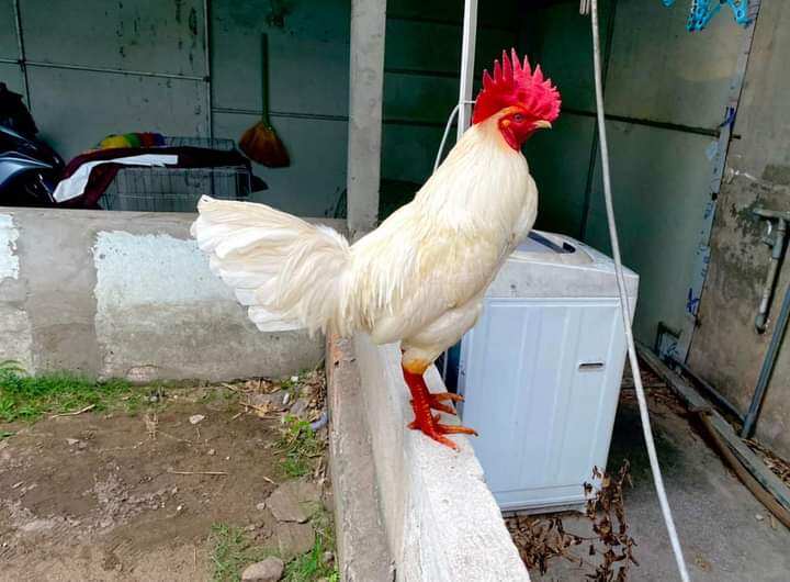 5 trứng gà ác Mỹ nọc ấp nở i hình