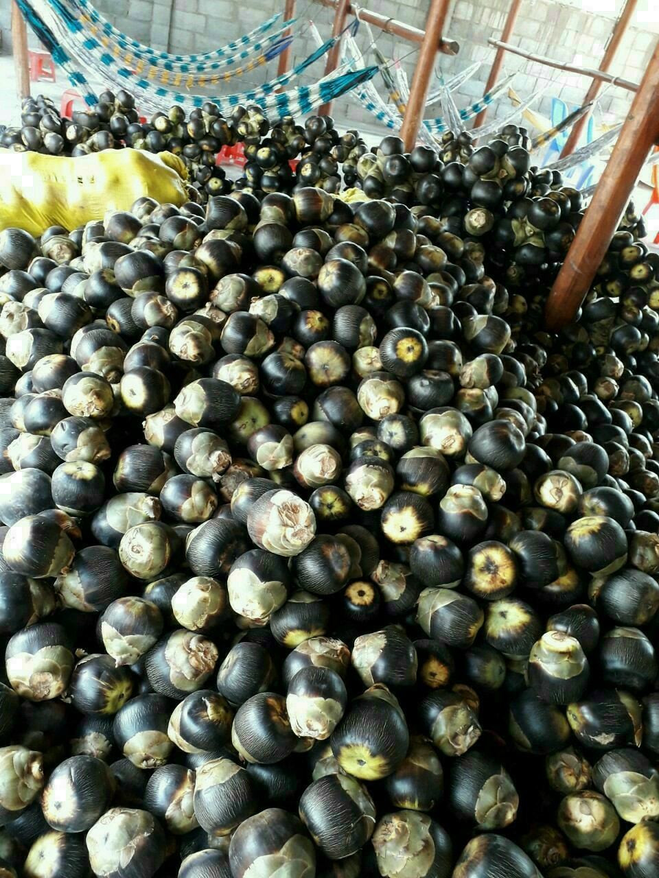 Dừa tươi