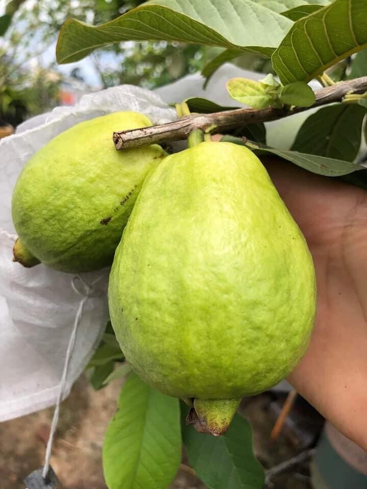 Ổi lê đài loan