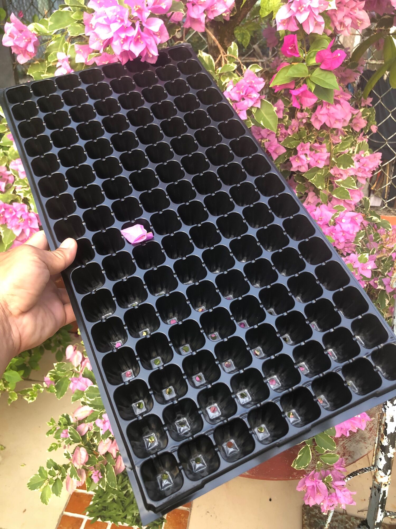 Khay ươm hạt giống 72 lỗ ,105 lỗ ,128 lỗ