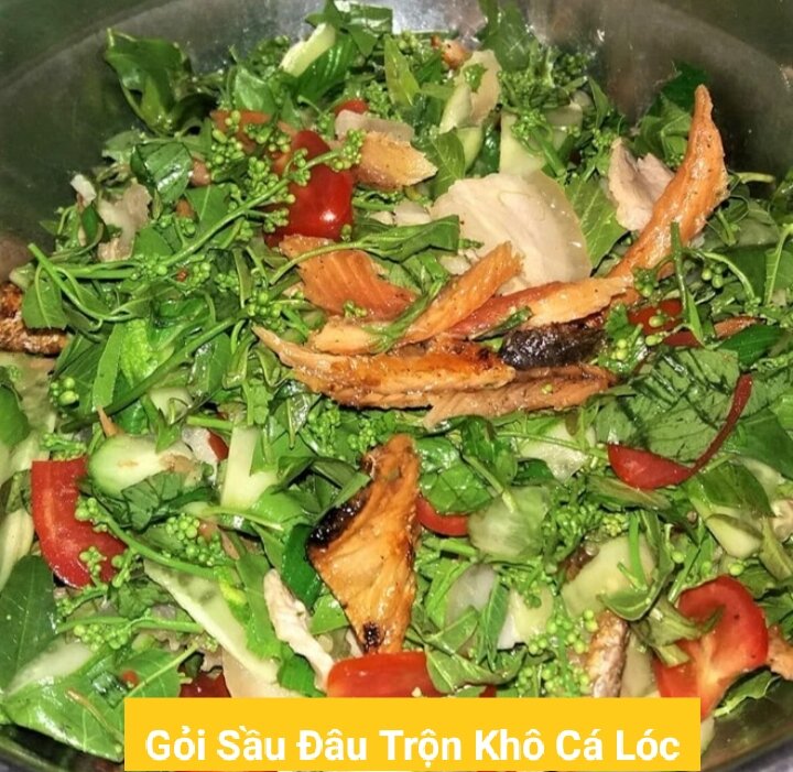 Cây Sầu Đâu ( 40-50cm)