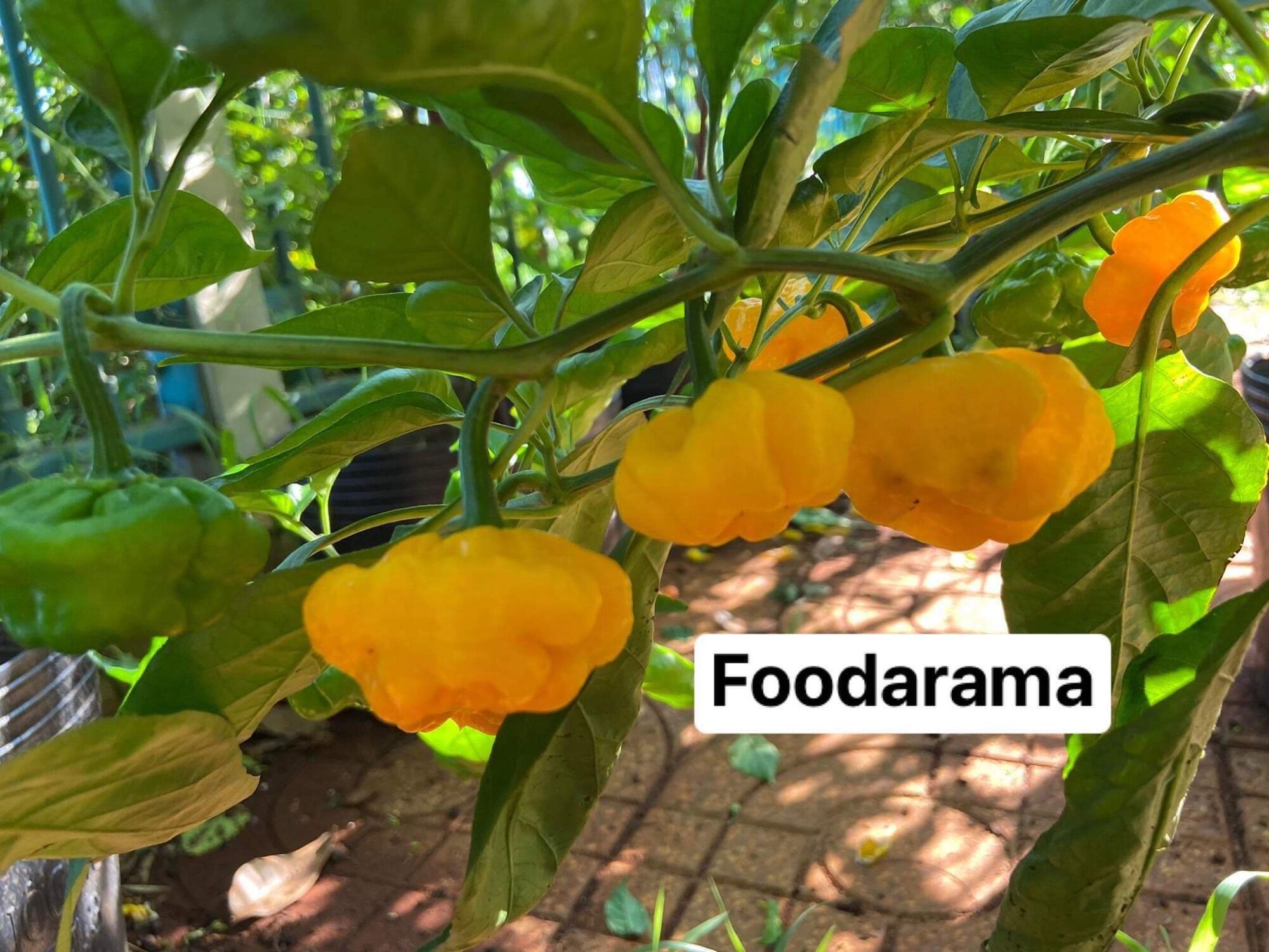 Cây ớt scotch bonnet foodarama yellow