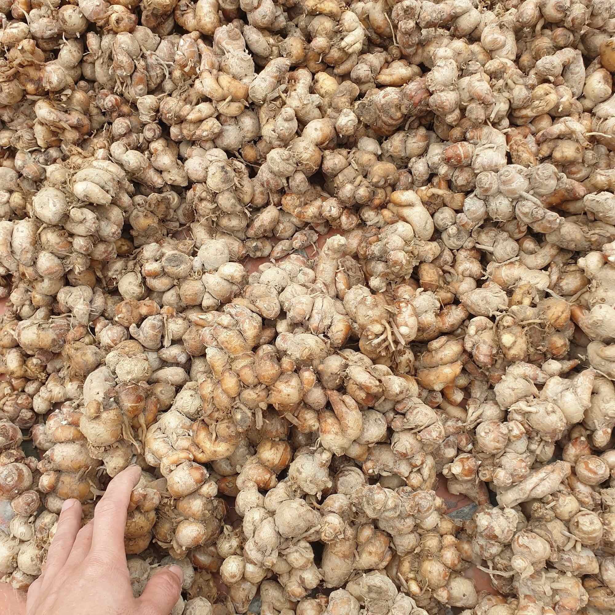 1kg Củ địa liền tươi củ to ( xá kiếng/ xá kén)
